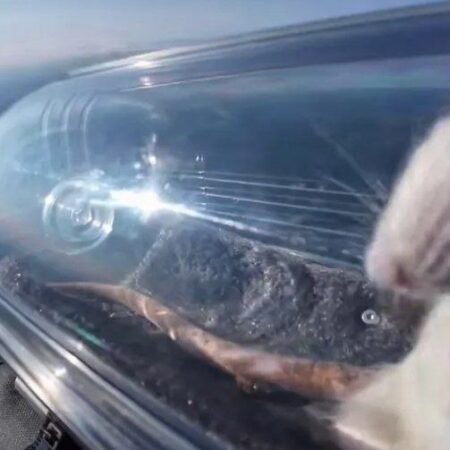 В лаборатории Neiry рассказали о состоянии крыс после полета в стратосферу