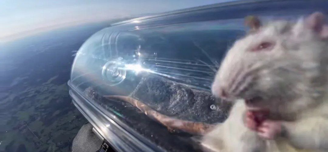 Preview В лаборатории Neiry рассказали о состоянии крыс после полета в стратосферу