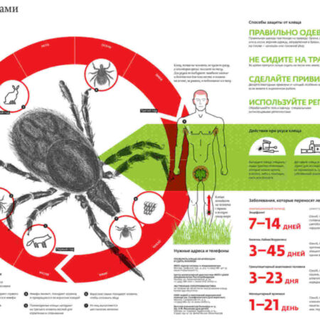 Опасность клещей в России: почему растет количество тяжелых случаев и как защититься