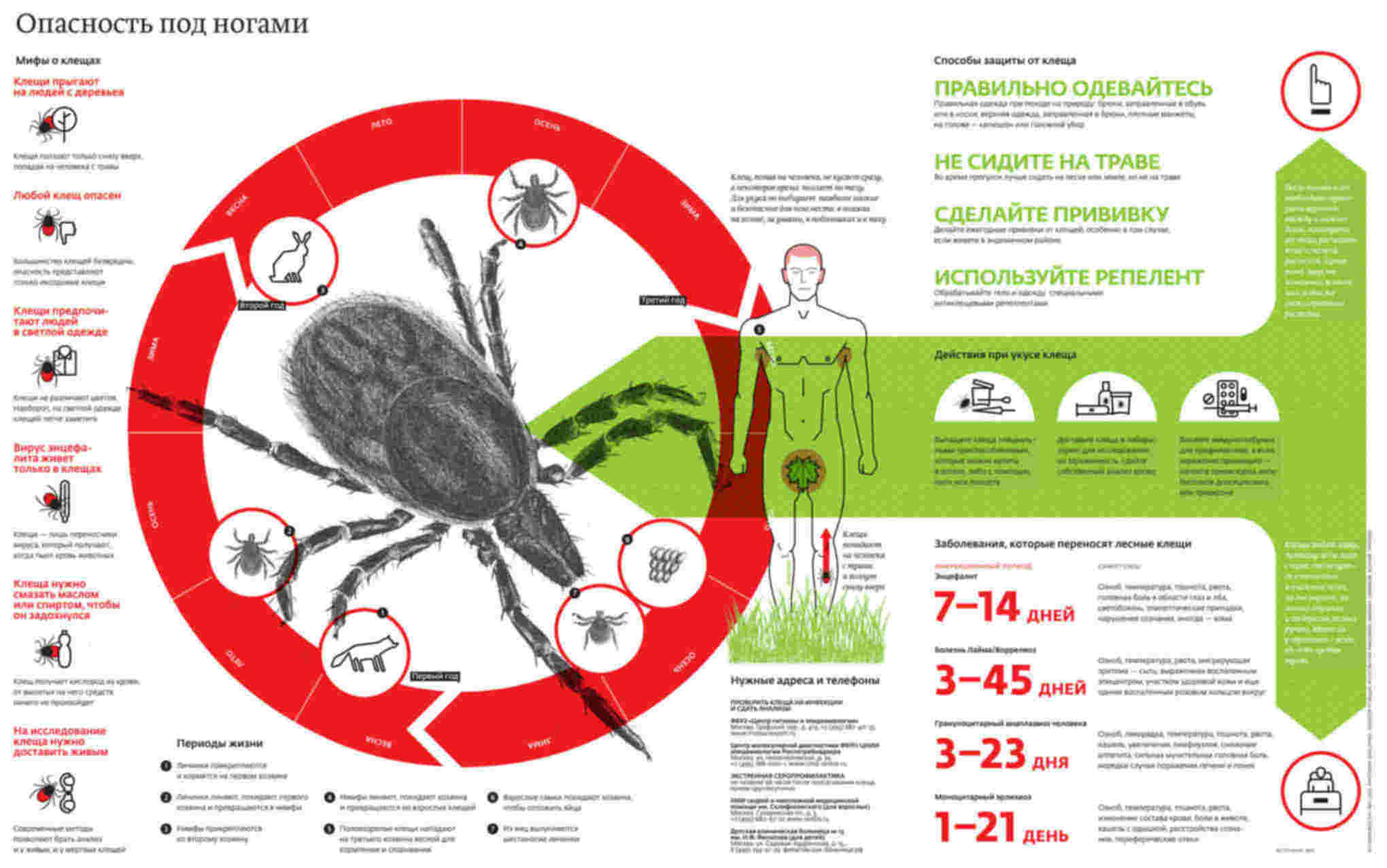 Preview Опасность клещей в России: почему растет количество тяжелых случаев и как защититься
