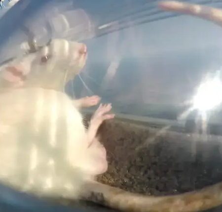 Российские ученые отправили крыс с нейроимплантами в стратосферу