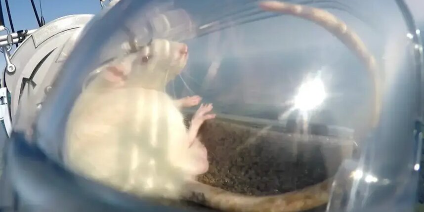 Preview Российские ученые отправили крыс с нейроимплантами в стратосферу