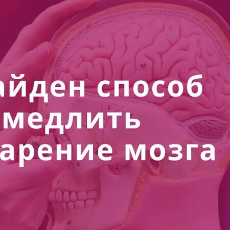 Обнаружен способ замедлить старение мозга