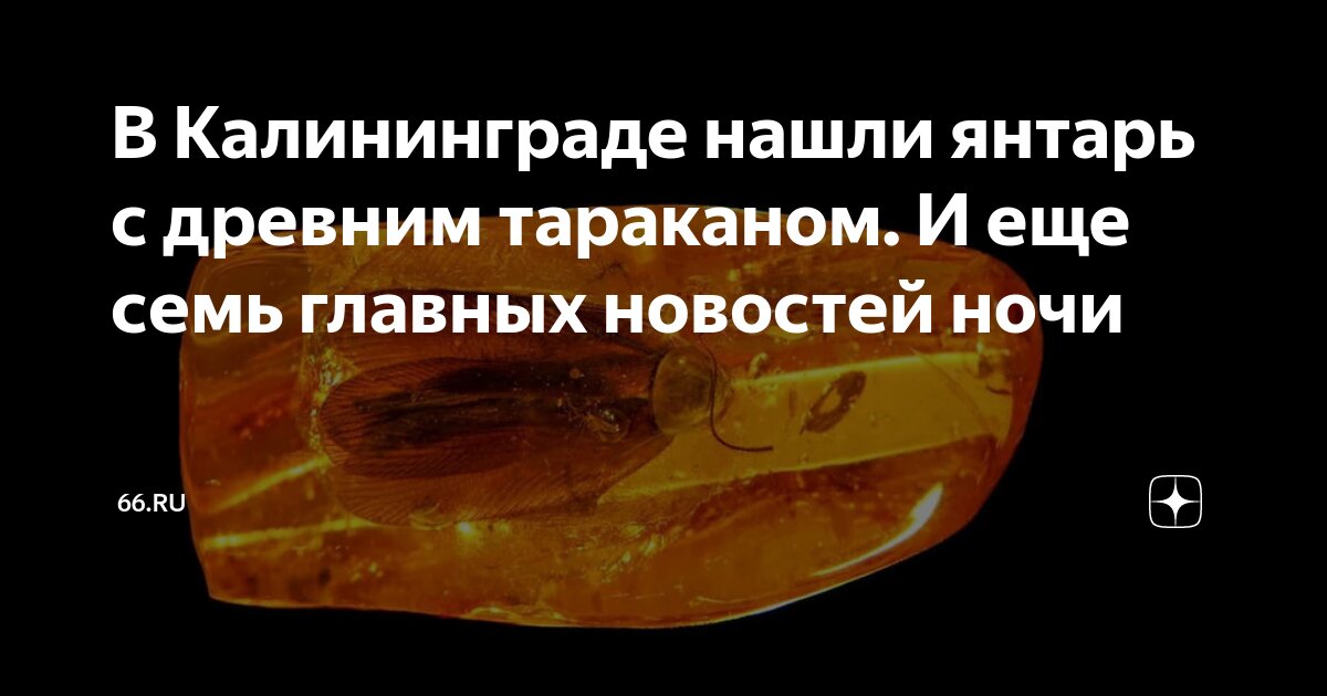 Preview В калининградском янтаре найден древний таракан возрастом 35-40 миллионов лет