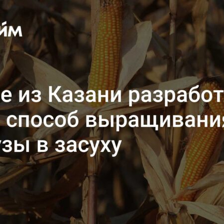 В Казани разработали метод некорневой подкормки кукурузы жидкими удобрениями