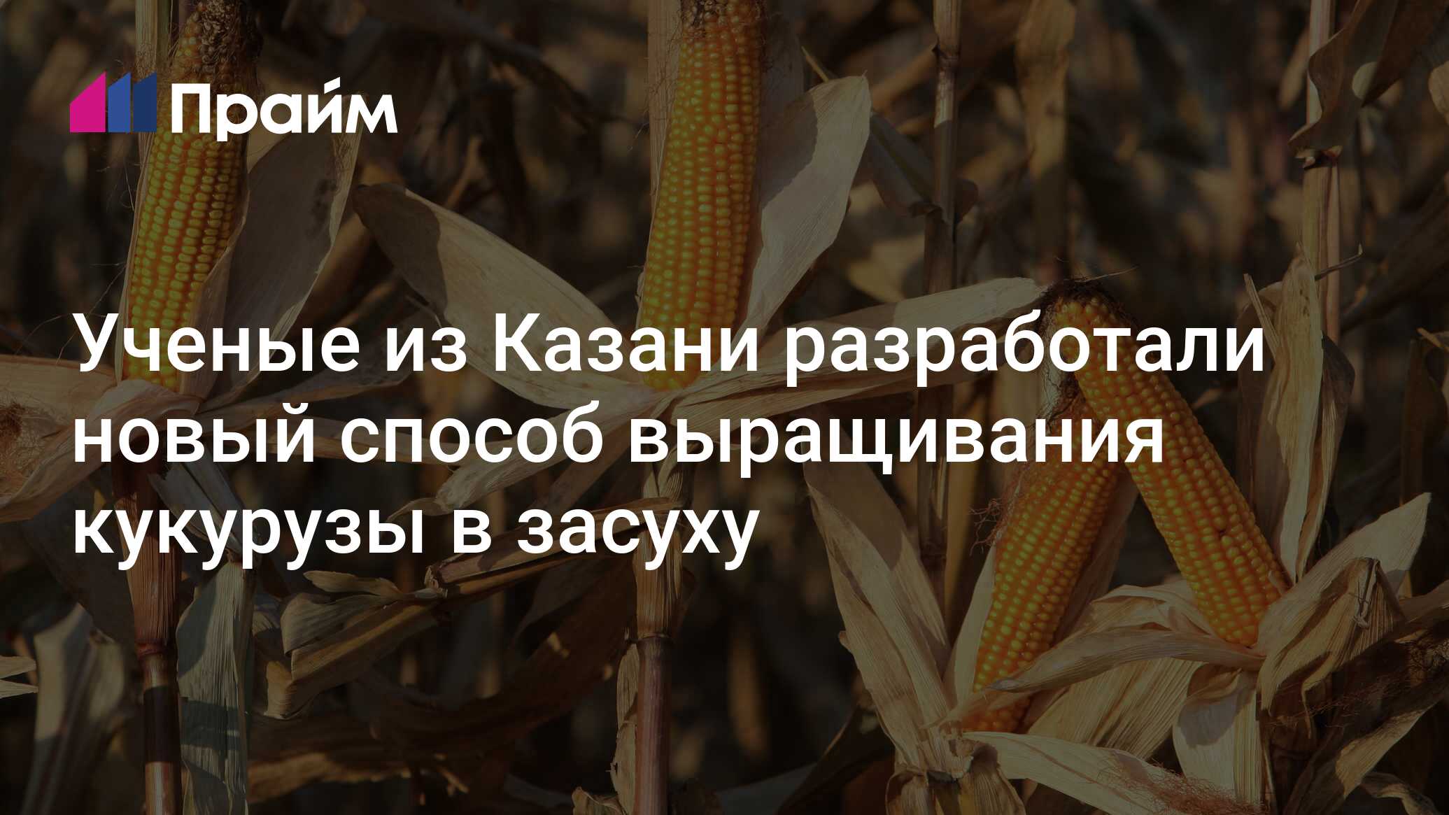 Preview В Казани разработали метод некорневой подкормки кукурузы жидкими удобрениями
