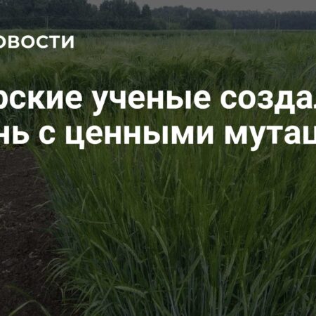 Сибирские ученые создали ячмень с ценными мутациями