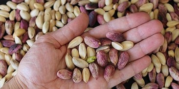 Preview Названа неочевидная польза фисташек