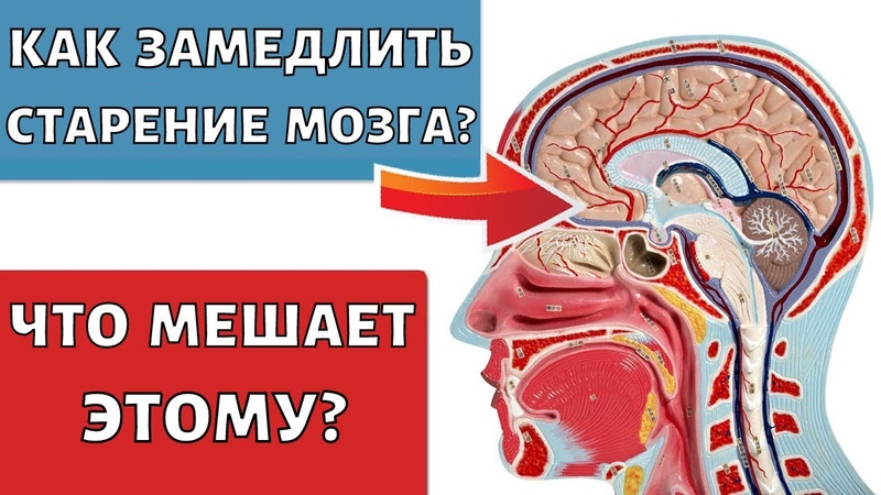 Preview Музыка помогает замедлить старение мозга