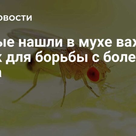 Ученые обнаружили в мухе белок, важный для борьбы с болезнями мозга