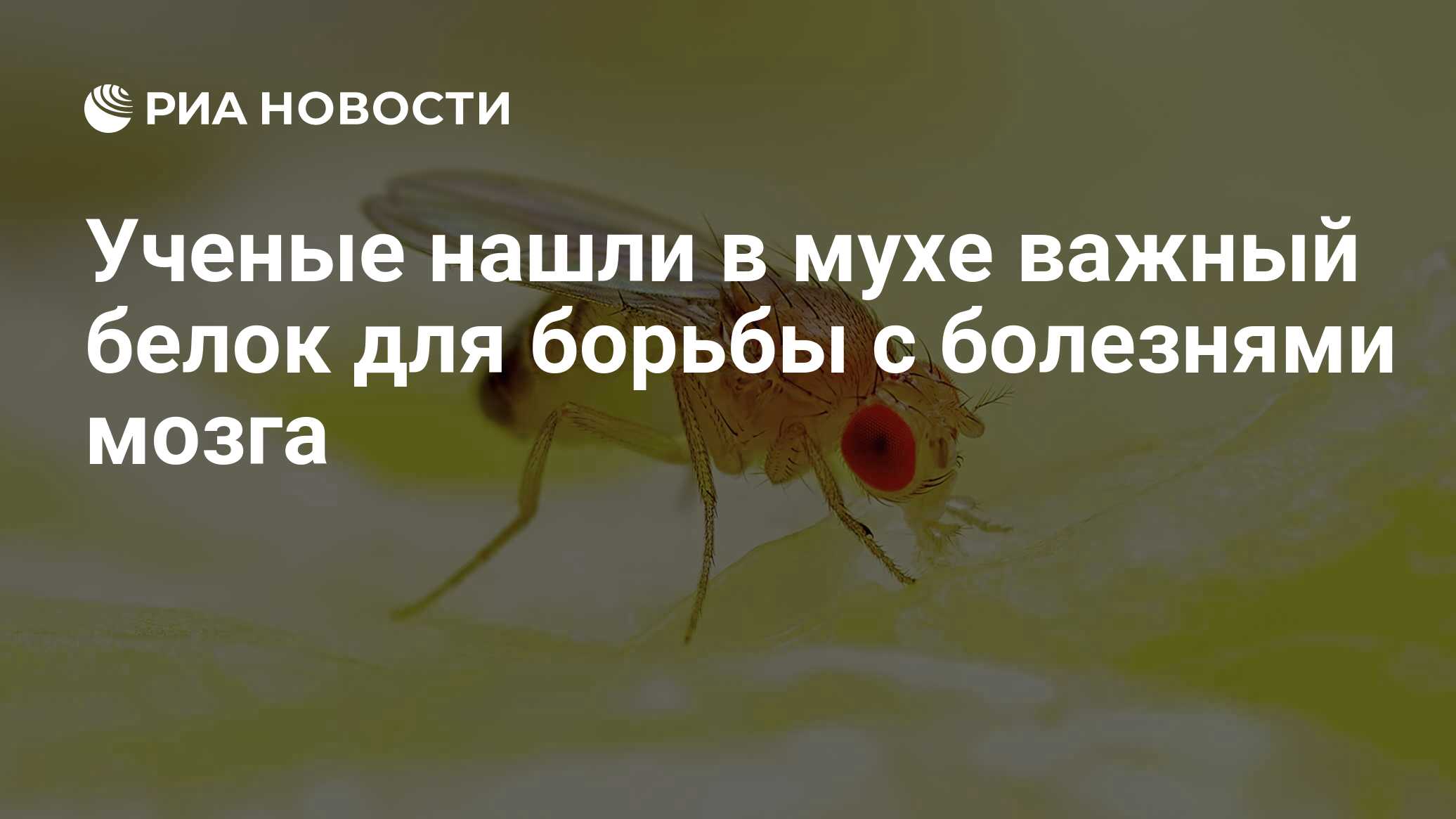 Preview Ученые обнаружили в мухе белок, важный для борьбы с болезнями мозга