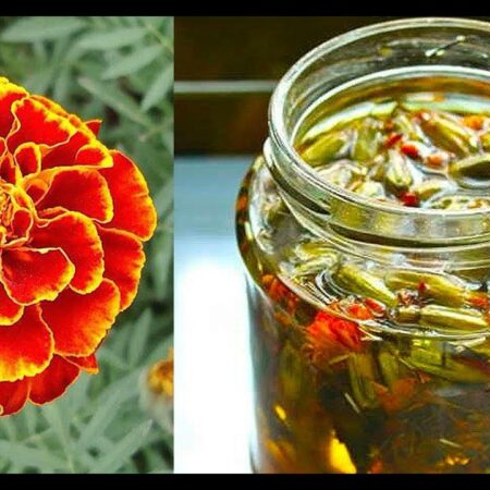 Ученые Калининграда: Бархатцы — природное средство против бактерий