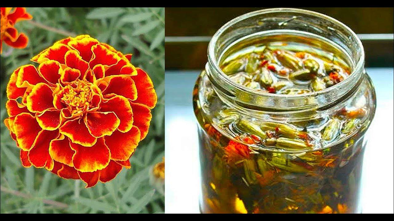 Preview Ученые Калининграда: Бархатцы — природное средство против бактерий