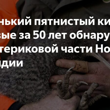 RNZ: В Новой Зеландии обнаружен киви, считавшийся вымершим 50 лет