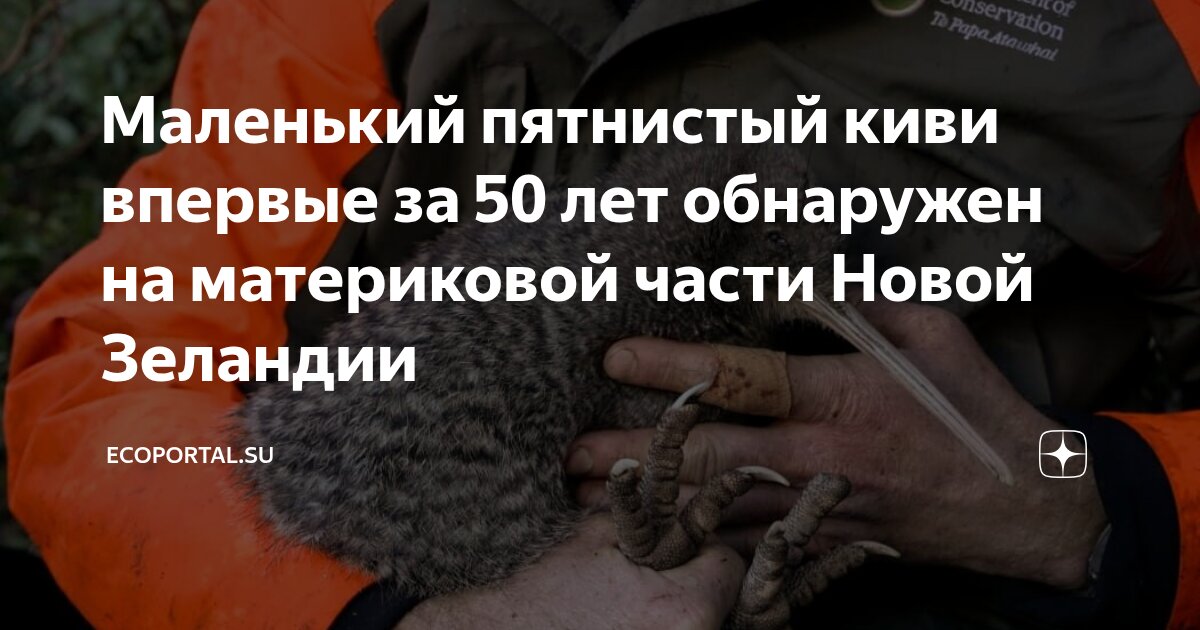 Preview RNZ: В Новой Зеландии обнаружен киви, считавшийся вымершим 50 лет