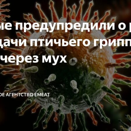 Новое исследование: Мухи могут переносить вирус птичьего гриппа H5N1