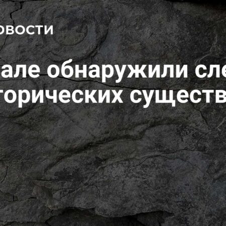 Уникальные находки на Урале: следы первых многоклеточных организмов