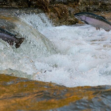 Ученые обнаружили эндемичные виды лососевых в Паланском озере
