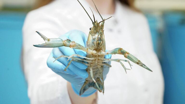 Preview На Дону освоили разведение австралийских раков