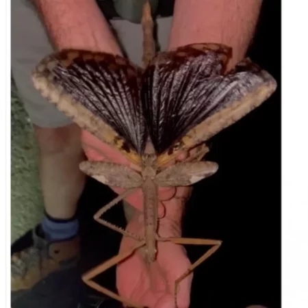 В Австралии обнаружен новый вид палочника — самое тяжелое насекомое континента