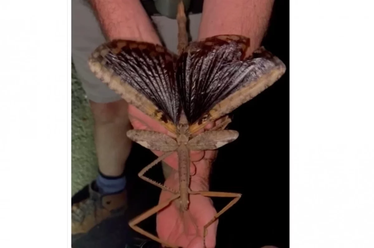 Preview В Австралии обнаружен новый вид палочника — самое тяжелое насекомое континента