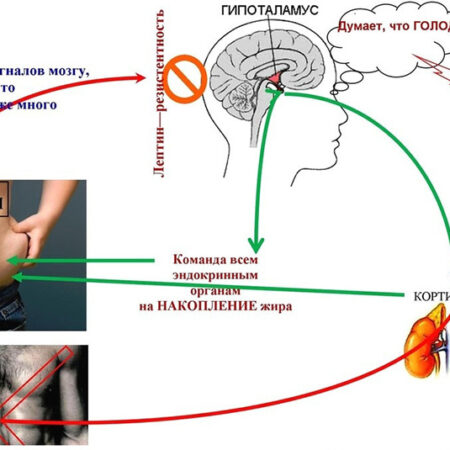 Новый метод лечения диабета: Влияние лептина на мозг