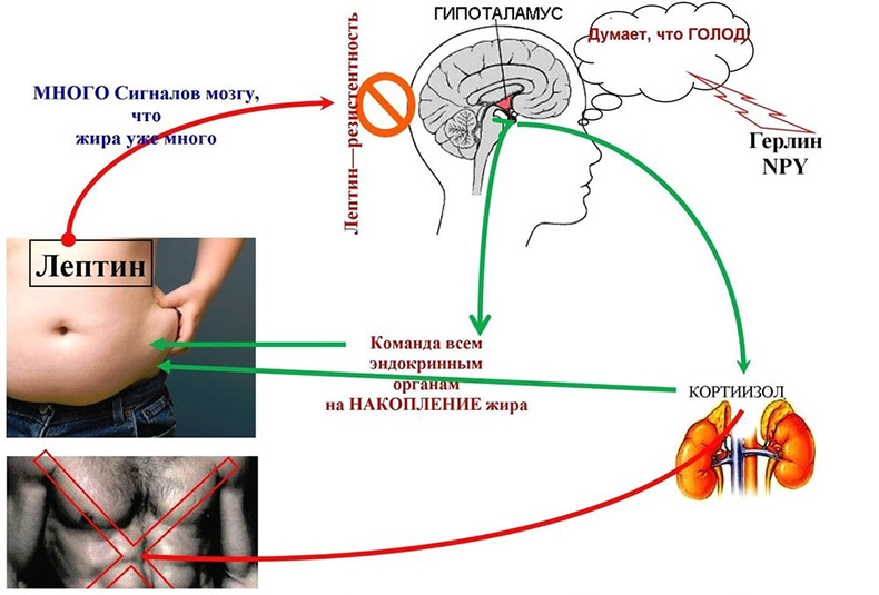 Preview Новый метод лечения диабета: Влияние лептина на мозг