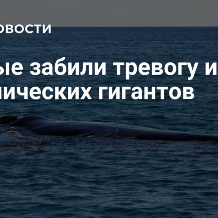 Кризис вокализации синих китов: тревожные сигналы от океанических гигантов