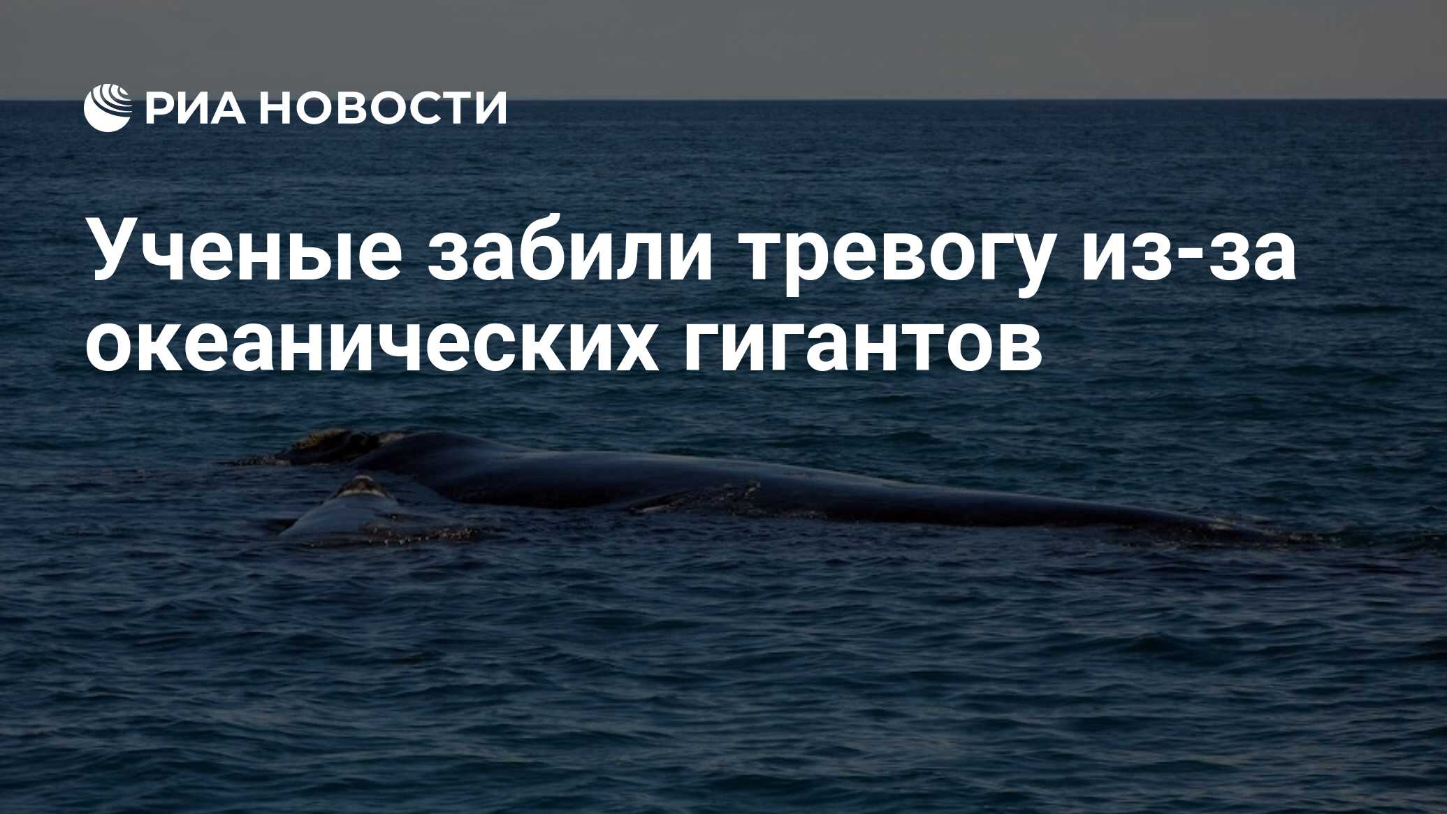 Preview Кризис вокализации синих китов: тревожные сигналы от океанических гигантов