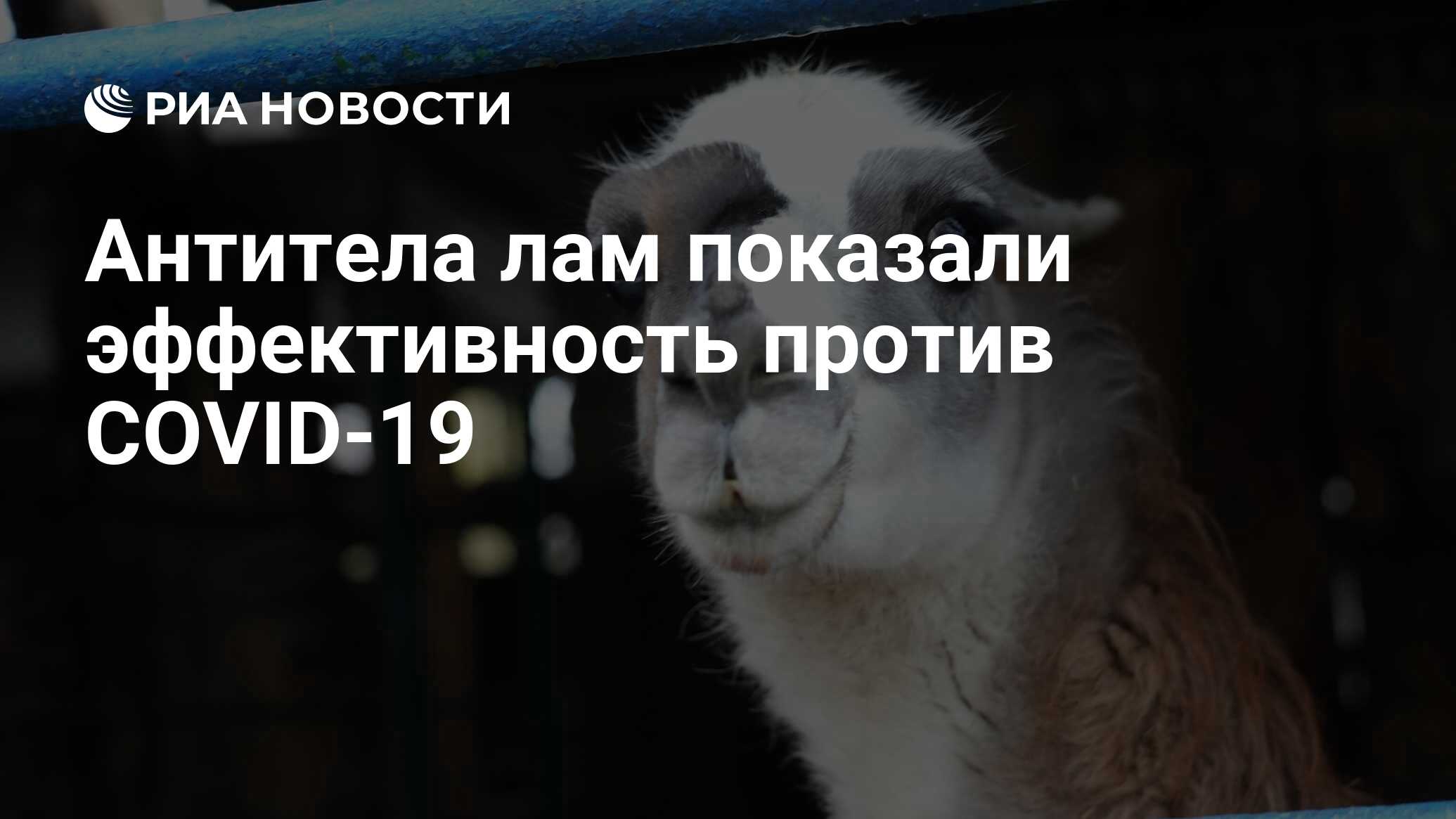 Preview Наноантитела лам эффективно борются с разнообразными штаммами COVID-19