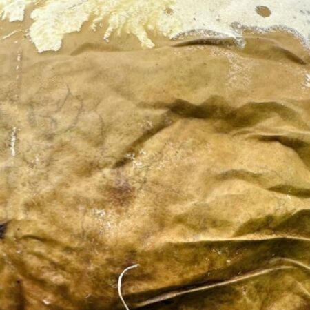 Уникальная находка на Камчатке: гигантский Головач (Calvatia gigantea)