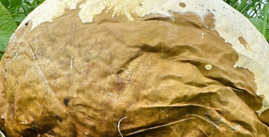 Preview Уникальная находка на Камчатке: гигантский Головач (Calvatia gigantea)