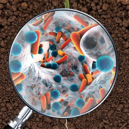 Как бациллы преображают почву: Новые открытия российских ученых