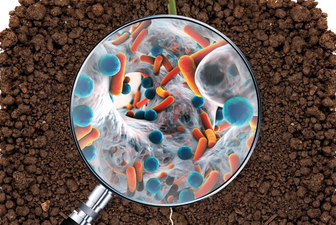 Preview Как бациллы преображают почву: Новые открытия российских ученых