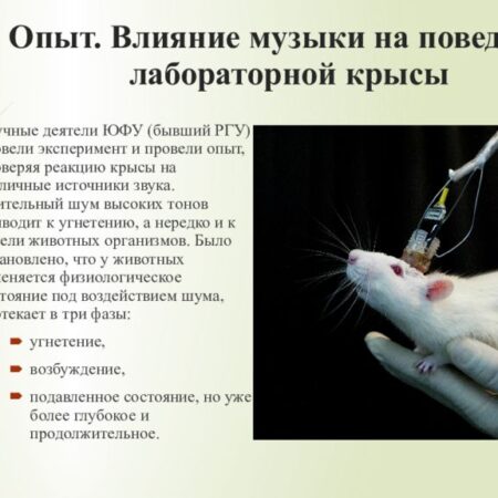Как ИИ влияет на поведение крыс: Отчет российских ученых