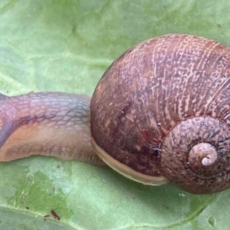 В Новой Зеландии ищут партнера для уникальной улитки-левши Неда