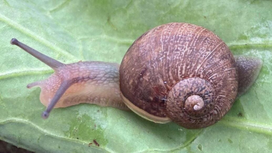 Preview В Новой Зеландии ищут партнера для уникальной улитки-левши Неда