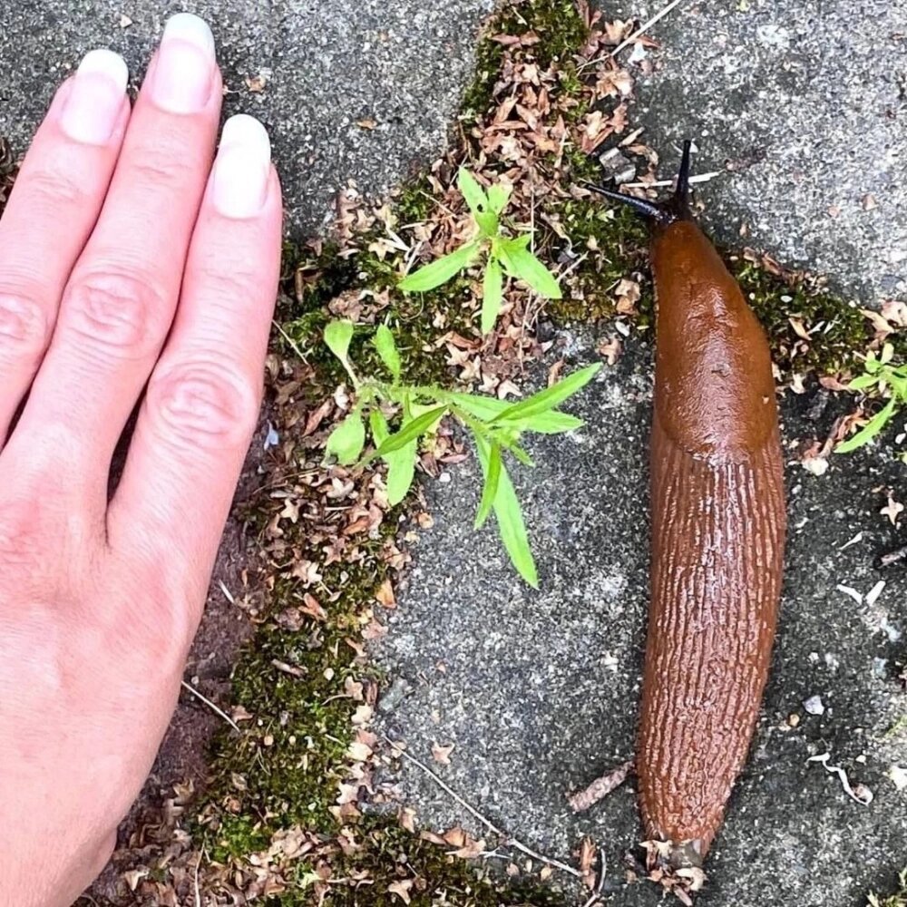 Preview Испанские слизни: Чем опасны инвазивные моллюски для экологии и человека