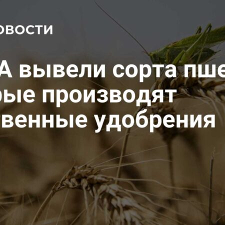 Инновация в сельском хозяйстве: Пшеница, производящая собственные удобрения, выведена в США
