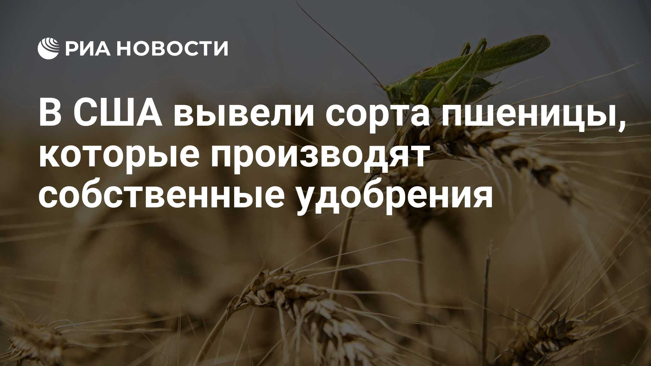 Preview Инновация в сельском хозяйстве: Пшеница, производящая собственные удобрения, выведена в США