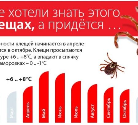 Ученый предсказывает сдвиг пика активности клещей на осень