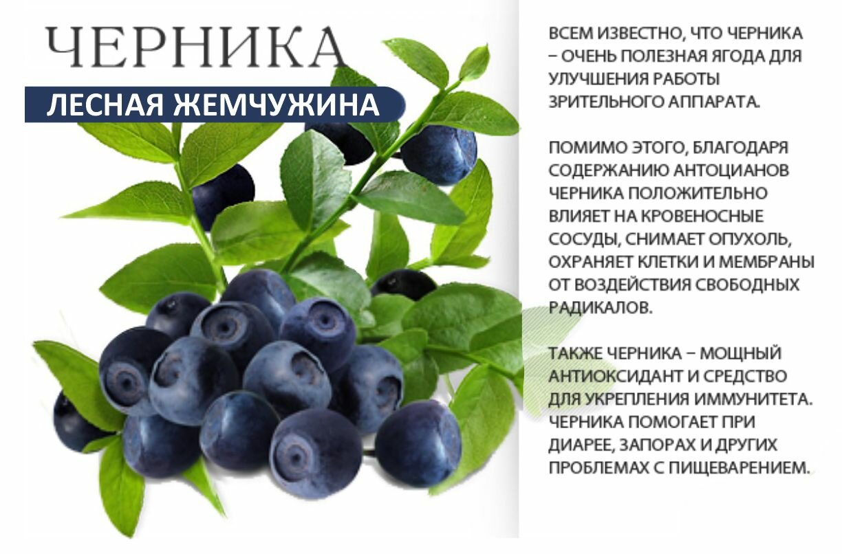 Preview Неожиданная польза черники для здоровья: Секрет крепкого иммунитета
