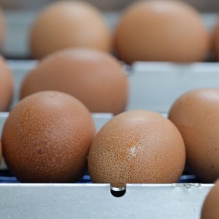 Россельхознадзор: Россия не поставляла яйца в США