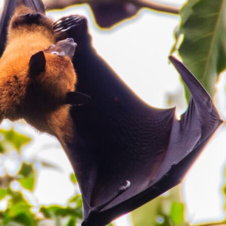 В Австралии обнаружен новый вирус Солт-Галли у летучих лисиц