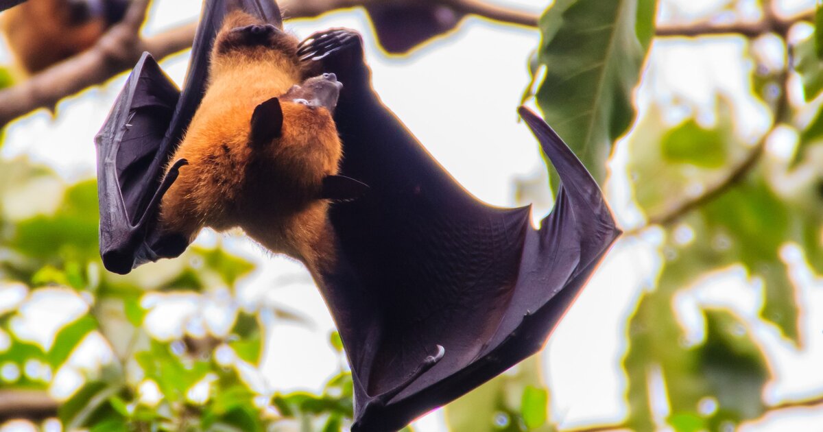 Preview В Австралии обнаружен новый вирус Солт-Галли у летучих лисиц