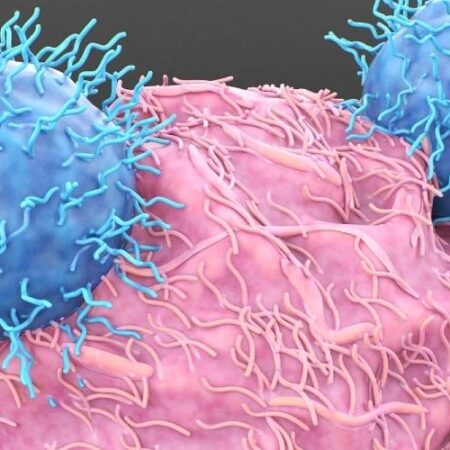 Прорыв в ЭКО: Сибирские Ученые Обнаружили Ключевую Роль Иммунных Клеток