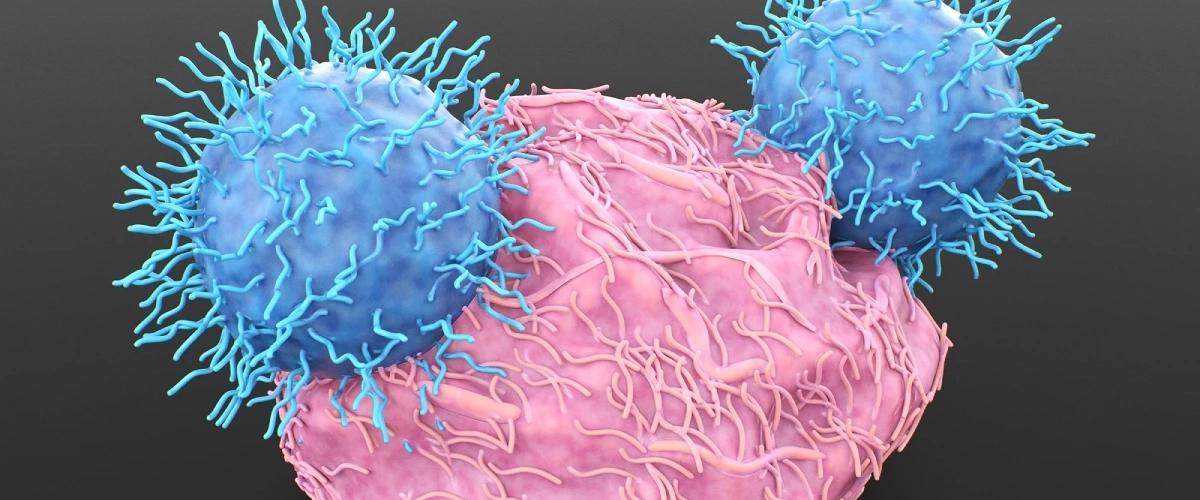 Preview Прорыв в ЭКО: Сибирские Ученые Обнаружили Ключевую Роль Иммунных Клеток