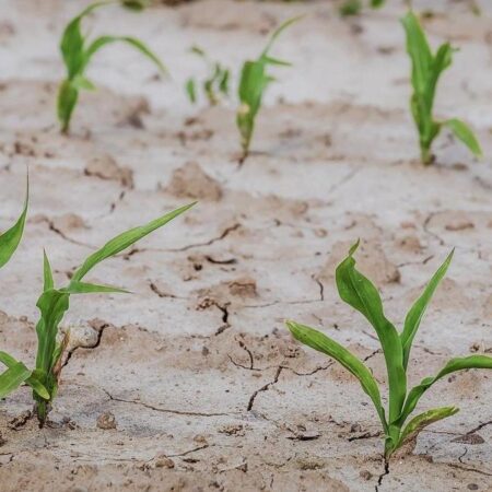 Инновация из ТюмГУ: как защитить урожай в условиях засухи