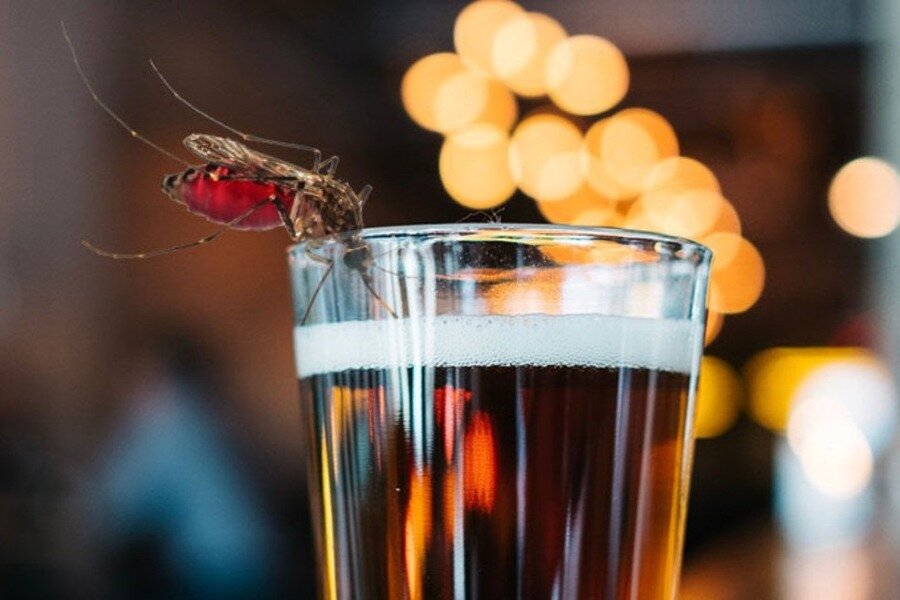 Preview Неожиданная связь: почему любители пива чаще становятся жертвами комаров