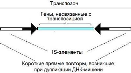 Революционный подход к лечению рака крови: Транспозоны как новая мишень